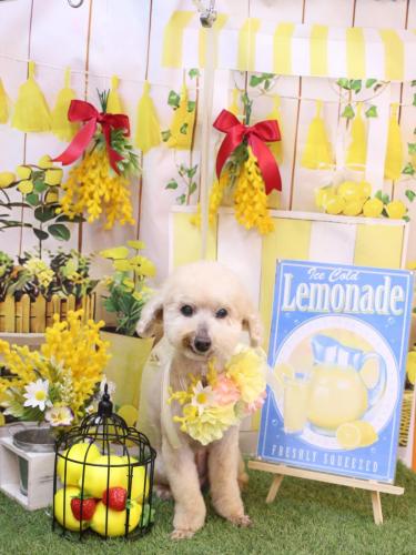 20240409あくびちゃん